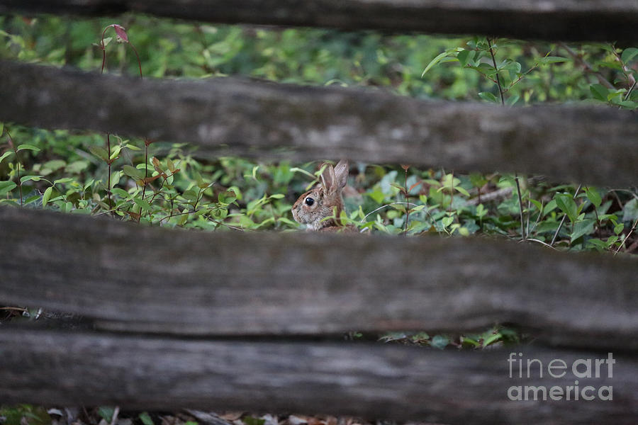 Little Rabbit Photograph by Rachel Morrison