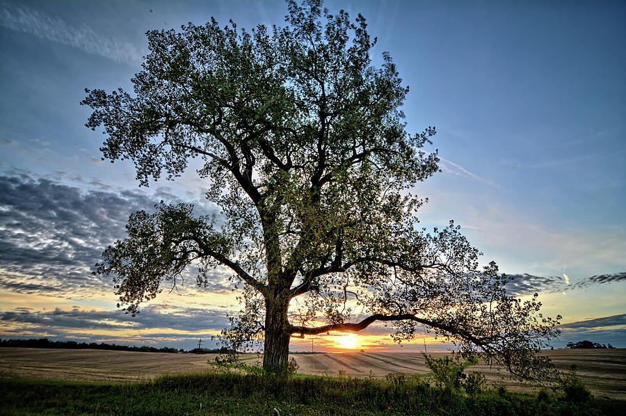 Tree Photograph - Cottonwood Sunrise #1 by Bonfire Photography
