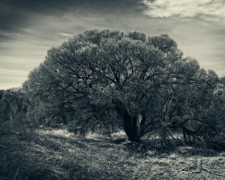 Cottonwood Tree #1 Photograph by Sandra Selle Rodriguez