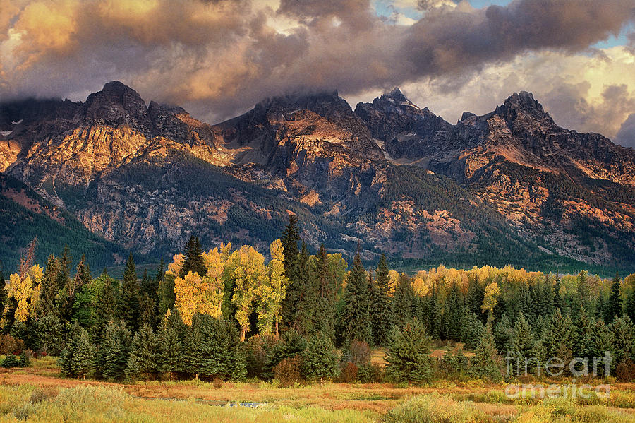 Cottonwoods And Fir Trees Fall Color Grand Tetons National Park Wyoming Photograph by Dave Welling
