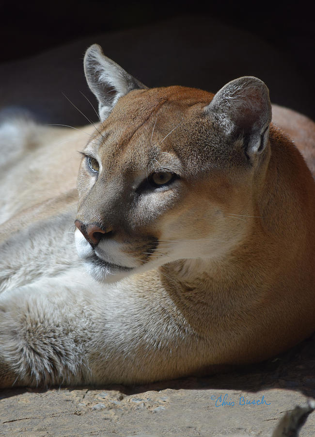 Cougar Photograph by Chris Busch