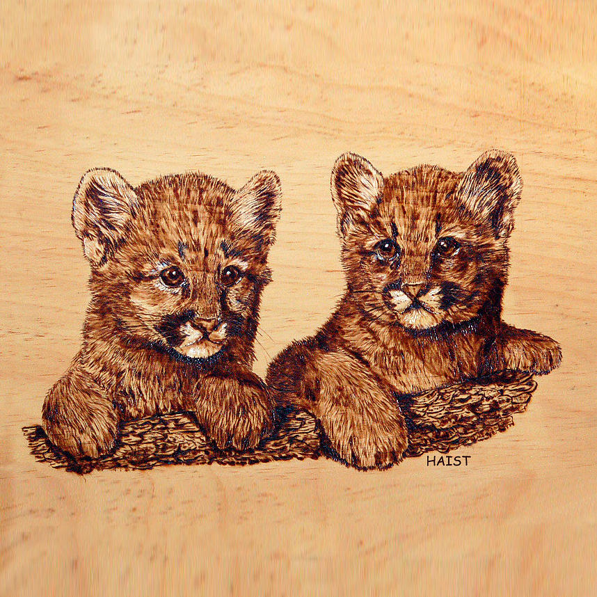 Cougar Cubs #1 Pyrography by Ron Haist
