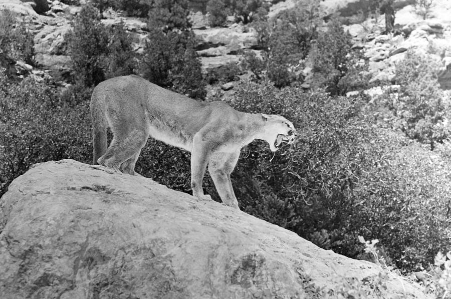 Cougar Photograph by Granger - Pixels