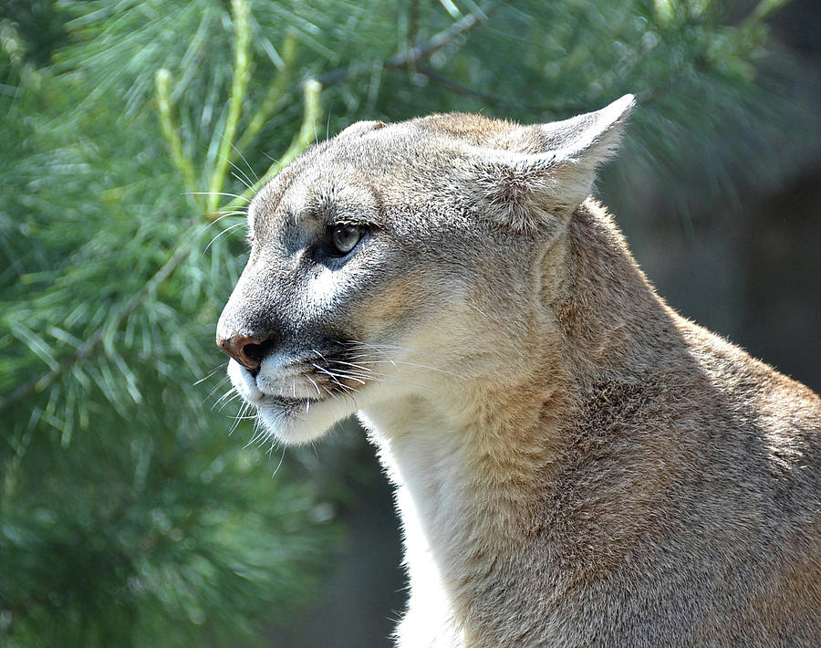 Cougar #1 Photograph by Ronda Ryan