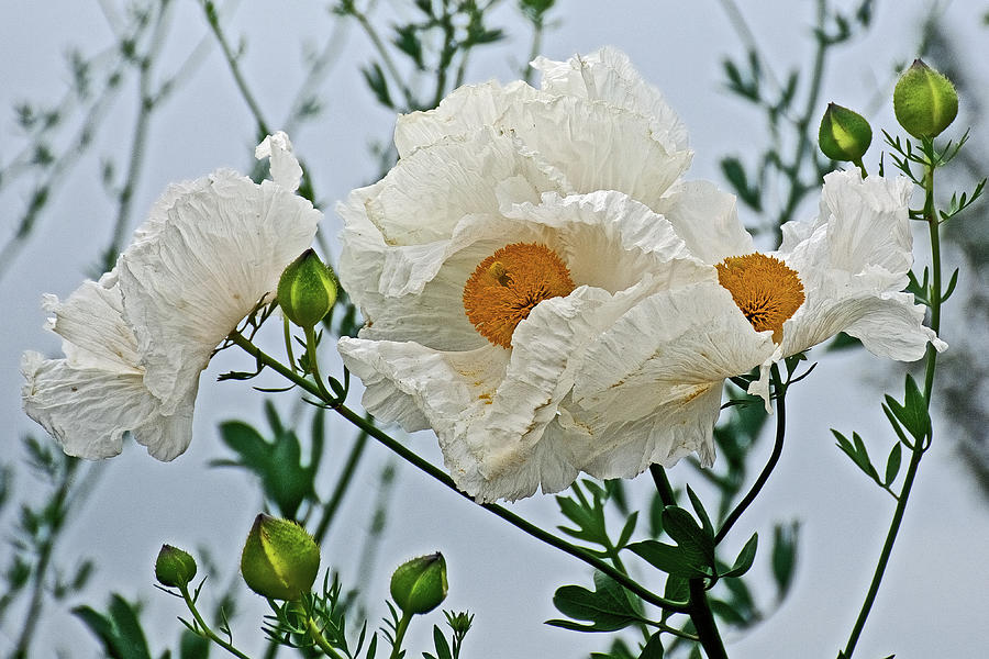 Coulters Matilija Poppies in Rancho Santa Ana Botanic Gardens, Claremont-California #2 Photograph by Ruth Hager