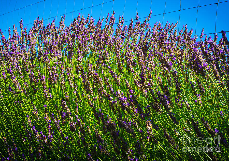 Country Lavender IV #1 Photograph by Shari Warren