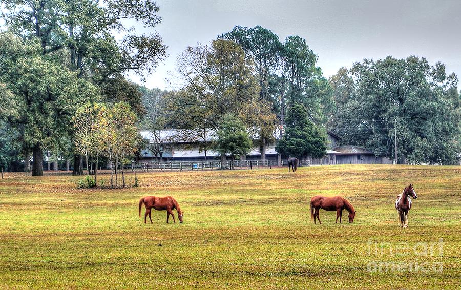 Country Living On A Farm Near Collierville, Tn Photograph by Billy Morris