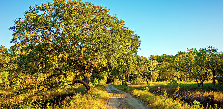 Country Road Lined with Oak trees #1 Photograph by Alex Grichenko