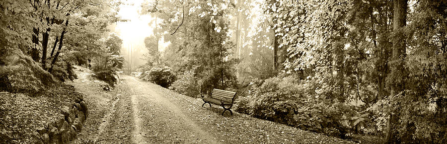 Country Road - Sepia Photograph by Sean Davey
