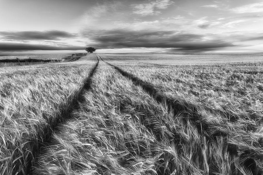 Black And White Photograph - Countryside #1 by Piotr Krol (bax)