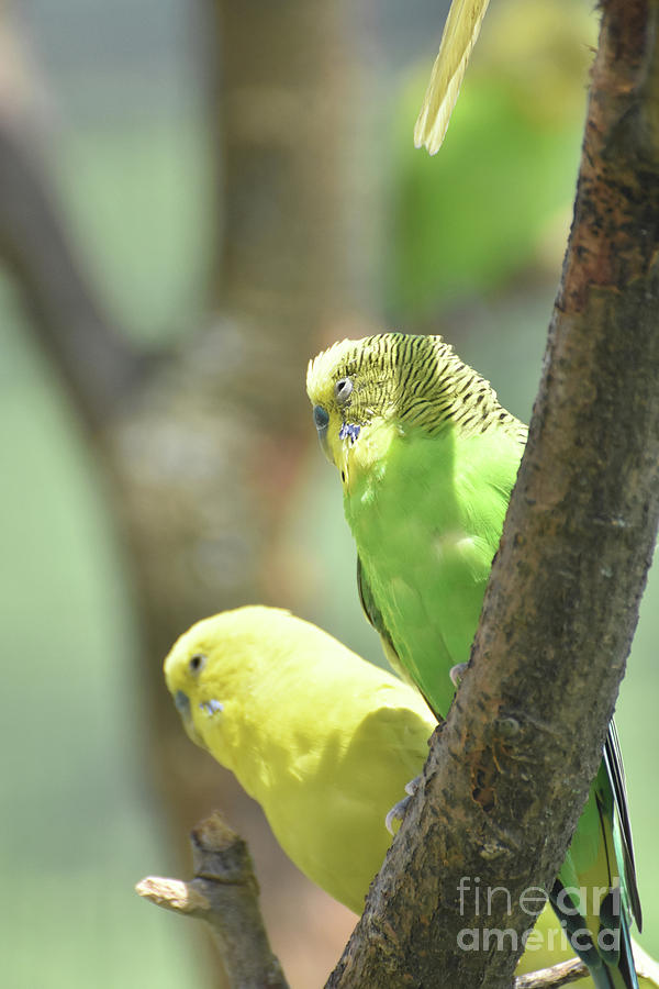 Couple of Green and Yellow Budgerigar Sitting in a Tree #1 Photograph by DejaVu Designs