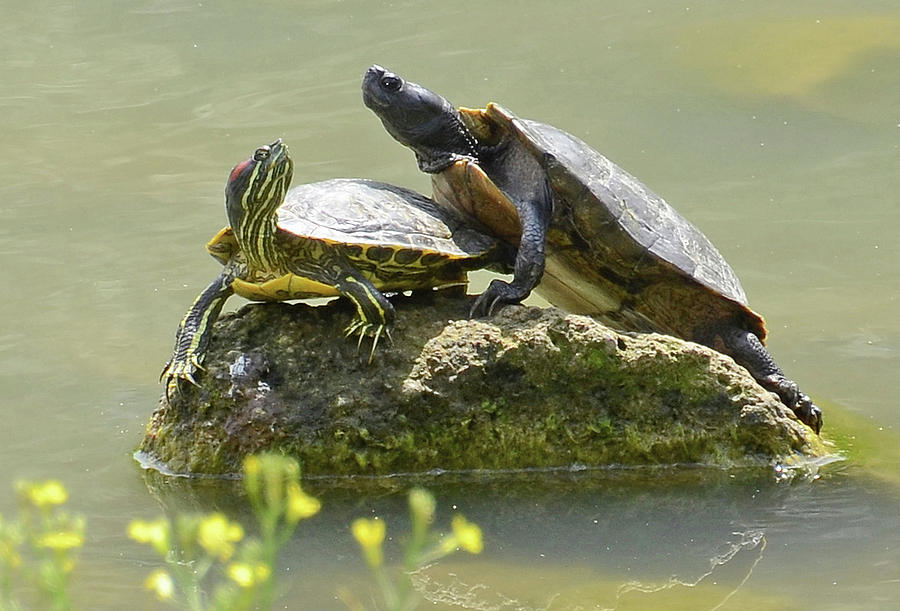 Couple Of Water Turtles Photograph by Nicola Fusco | Pixels