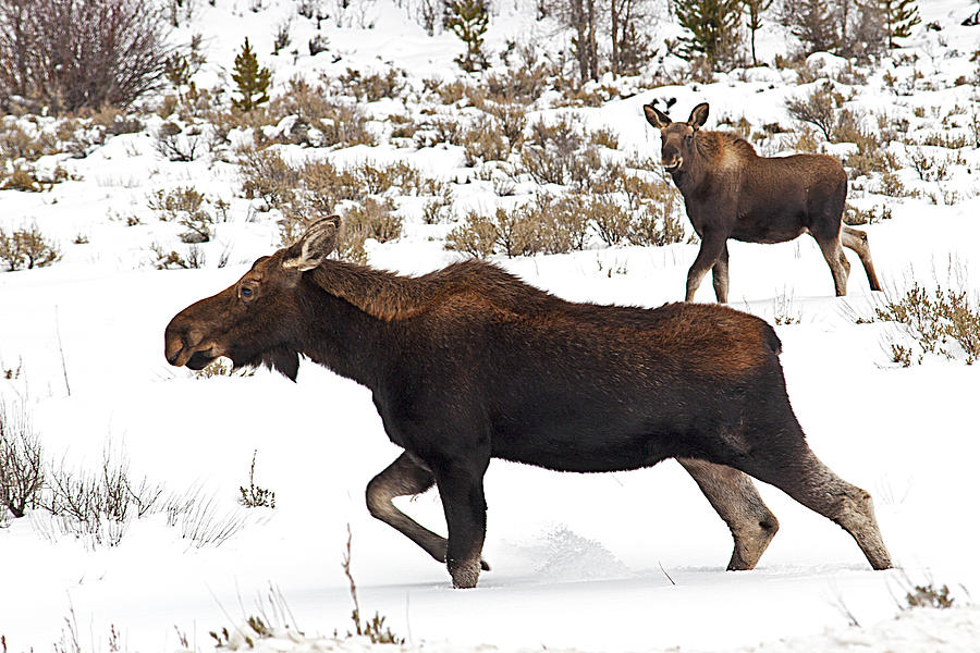 Cow and Calf Moose #1 Photograph by Doug Davidson