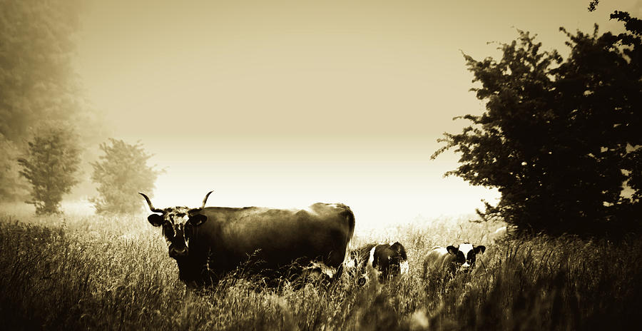 Cow And Calves In Foggy Meadow #1 Photograph by Mountain Dreams