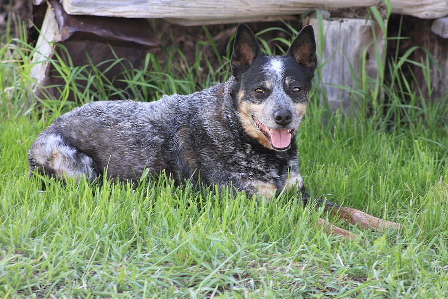 Cow Dog Photograph by Gerri Duke - Fine Art America