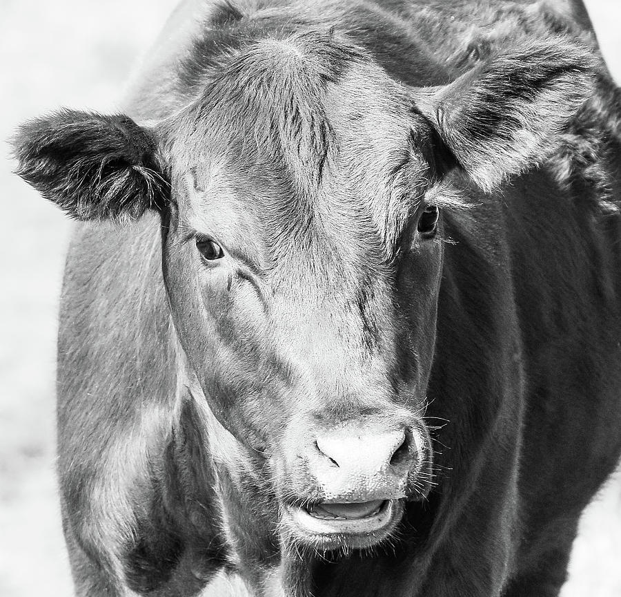 Cow Photograph by Athena Mckinzie - Pixels