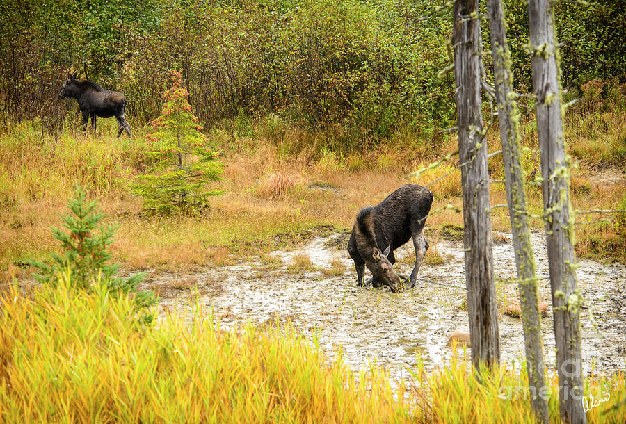 Cow Moose and Calf #1 Photograph by Alana Ranney