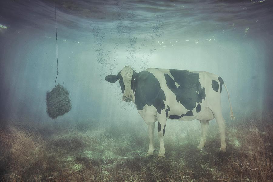 Cow Tale Digital Art by Lidany Rouse Pixels