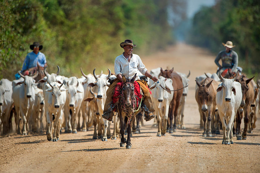 Cow Photograph - Cowboy Herding Cattle, Pantanal #1 by Panoramic Images