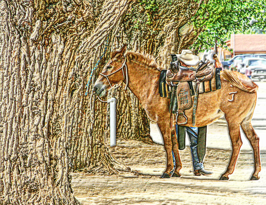 Cowboy  #1 Photograph by Marilyn Diaz