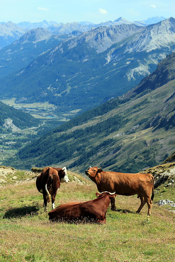 Cows at the Galibier pass, France #1 Photograph by Elenarts - Elena Duvernay photo
