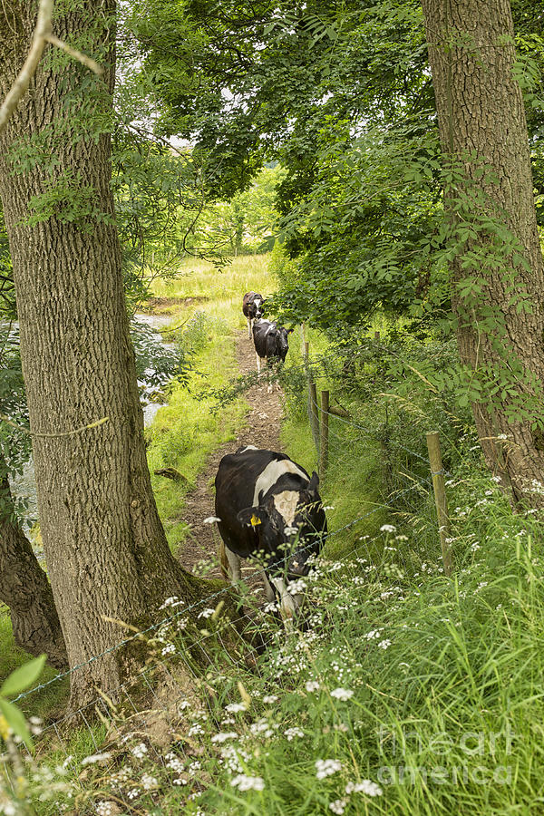Cows walking on a riverside path Photograph by Patricia Hofmeester
