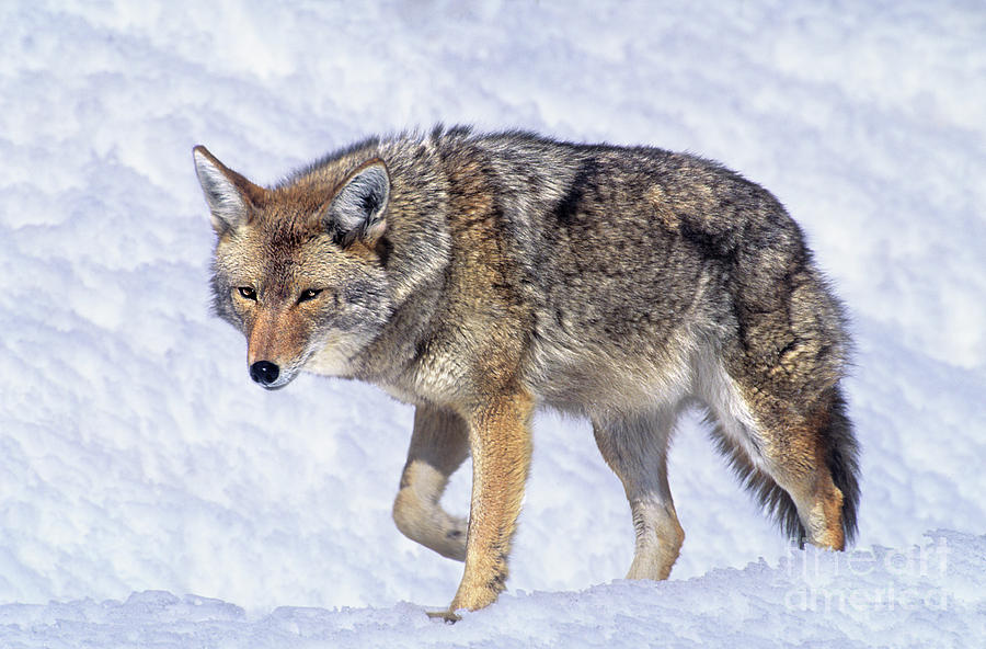 Coyote Canis Latrans Wild California #1 Photograph by Dave Welling