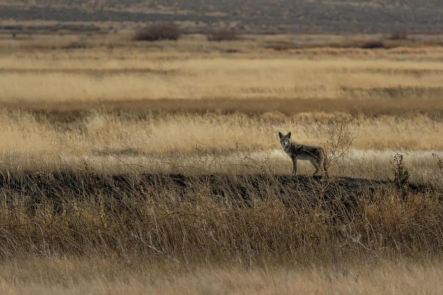 Coyote in Malheur, No. 2 Photograph by Belinda Greb