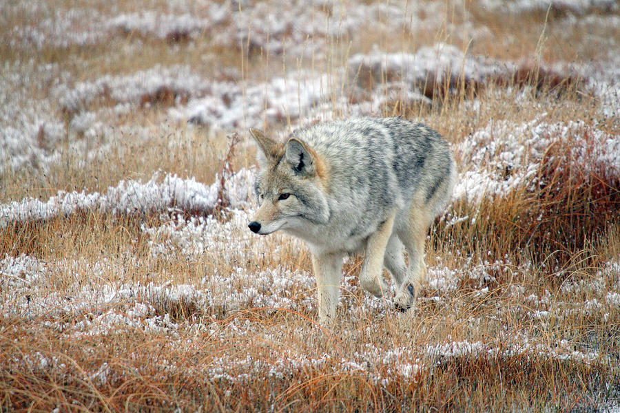 Coyote  in Yellowstone National Park #1 Photograph by Pierre Leclerc Photography