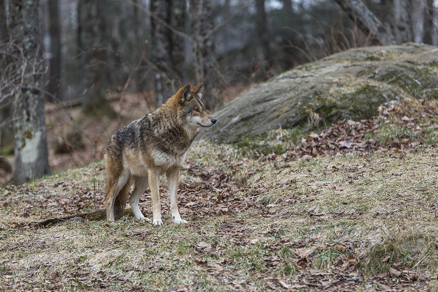 Coyote #1 Photograph by Josef Pittner