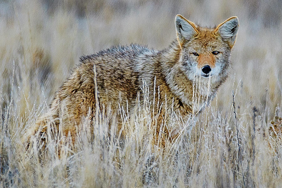 Coyote Photograph - Coyote #1 by Norman Hall