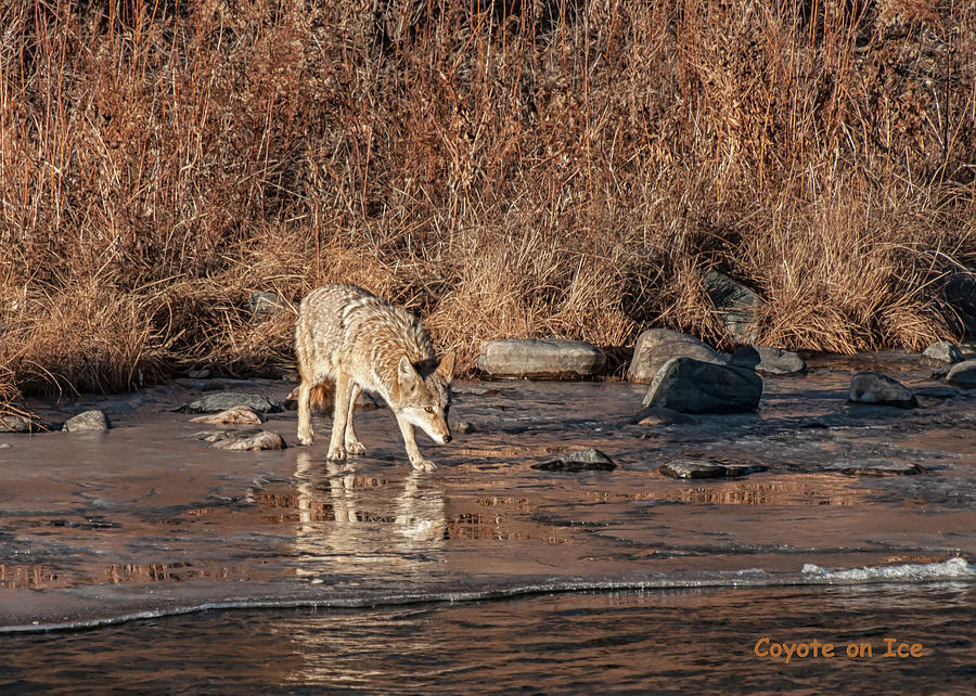Coyote on Ice Card Photograph by Britt Runyon