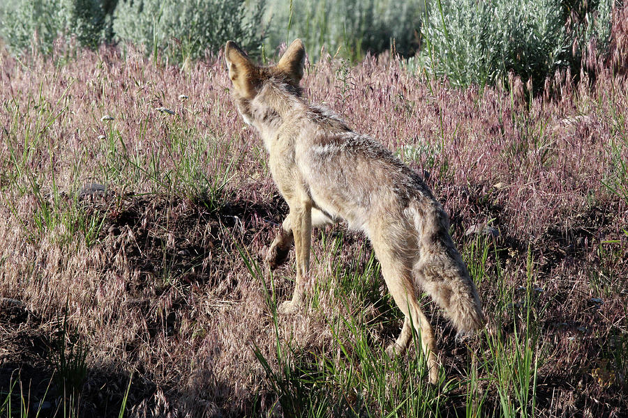 Coyote Yellowstone USA #1 Photograph by Bob Savage