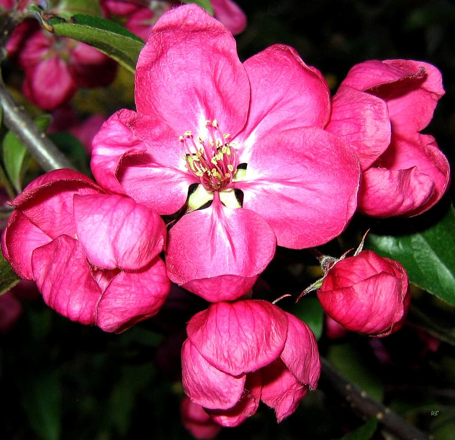 Crab Apple Blossoms #1 Photograph by Will Borden