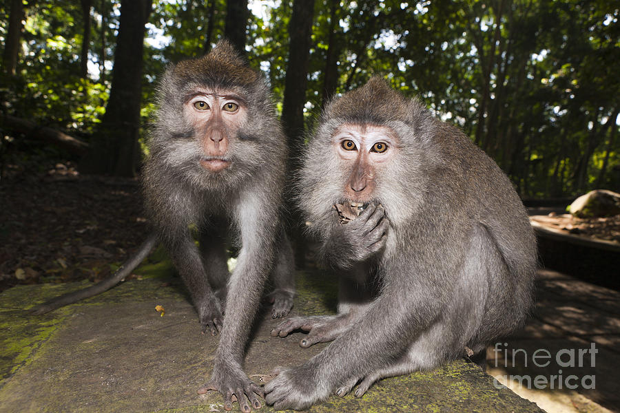 Monkey Photograph - Crab-eating Macaques #1 by Reinhard Dirscherl