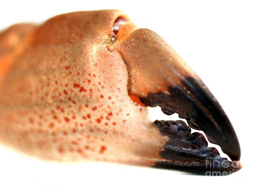 Crab Pincers #1 Photograph by Henrik Lehnerer