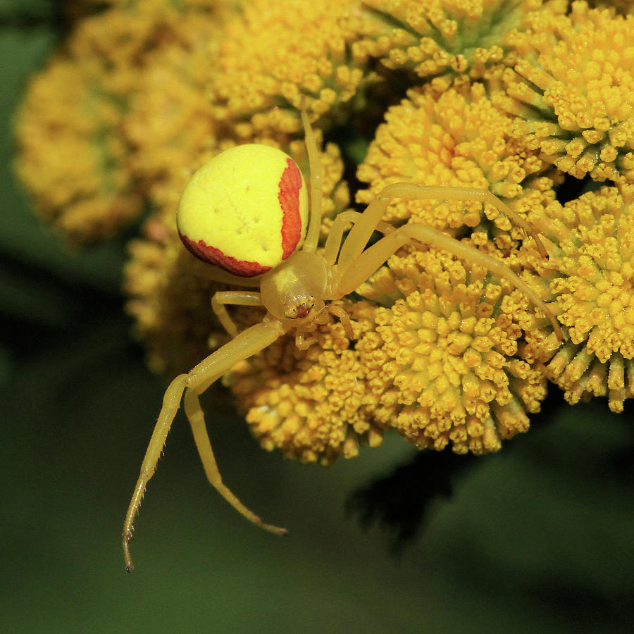 Crab Spider on Tansy #1 Photograph by Doris Potter