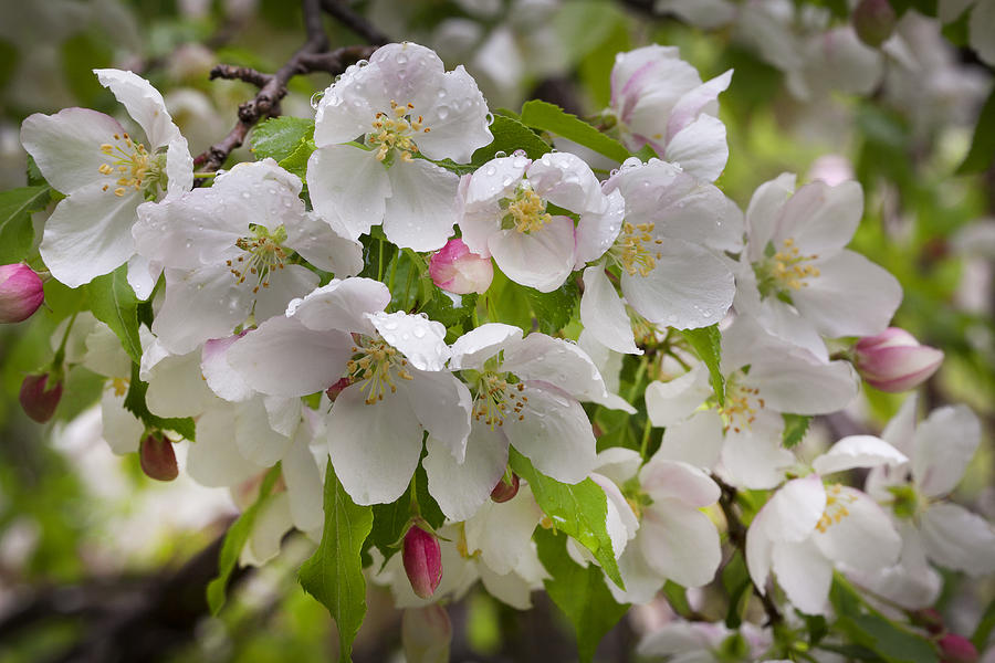 Crabapple Blossoms #2 Photograph by Eunice Gibb
