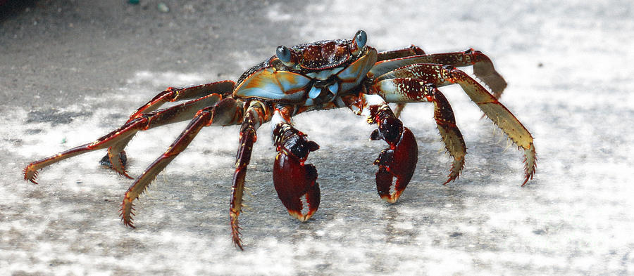 Crabby #1 Photograph by Mary Haber