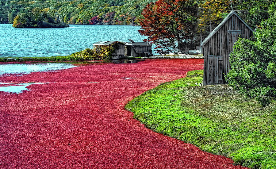 Farm Photograph - Cranberries #1 by Gina Cormier