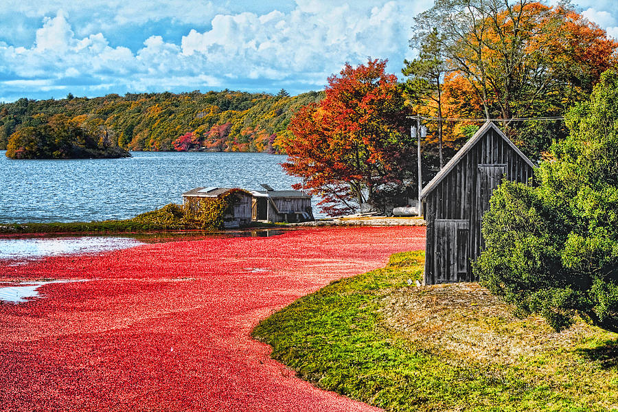 Fall Photograph - Cranberry Bog #1 by Gina Cormier