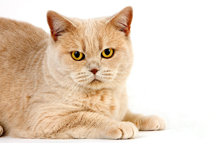 Cream British Shorthair