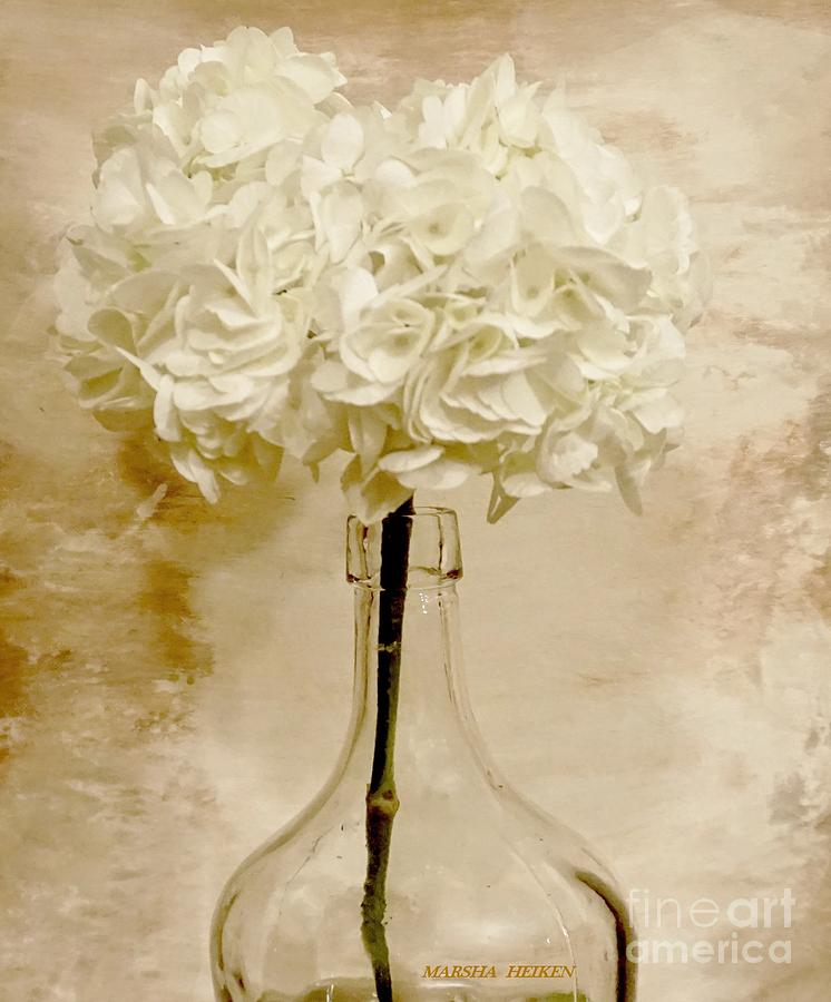 Cream Hydrangea #1 Photograph by Marsha Heiken
