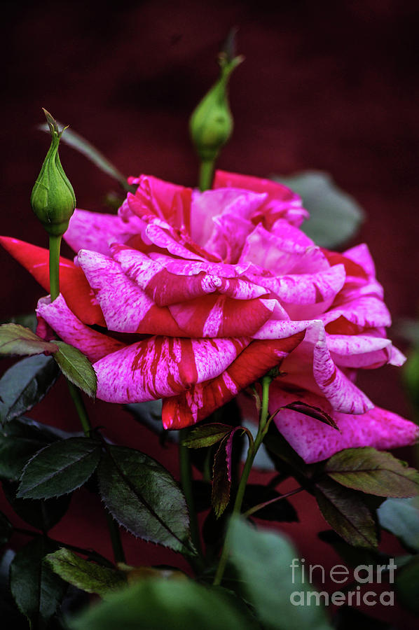 Cream Rose #1 Photograph by Gerald Kloss