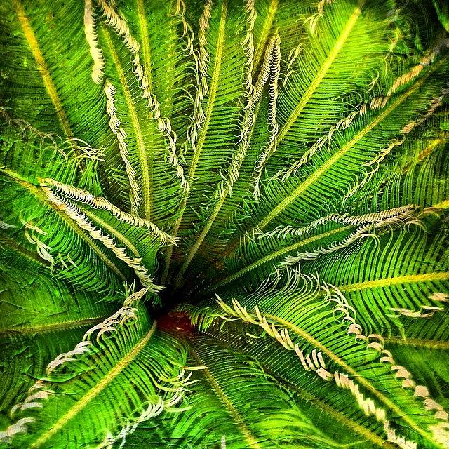 Palm Photograph - Created With #distressedfx  #snapseed #1 by Joan McCool