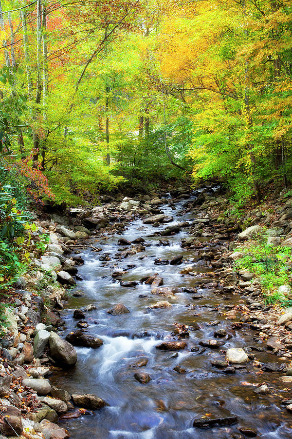 Creek In The Fall Photograph