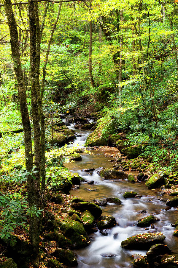 Creek in the Woods #1 Photograph by Jill Lang