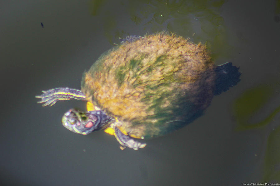 Creek turtle Photograph by Phillip Harris - Fine Art America