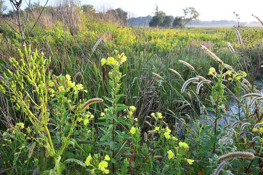 Creekside Wildflowers in Glacial Park Photograph by Ray Mathis - Fine ...