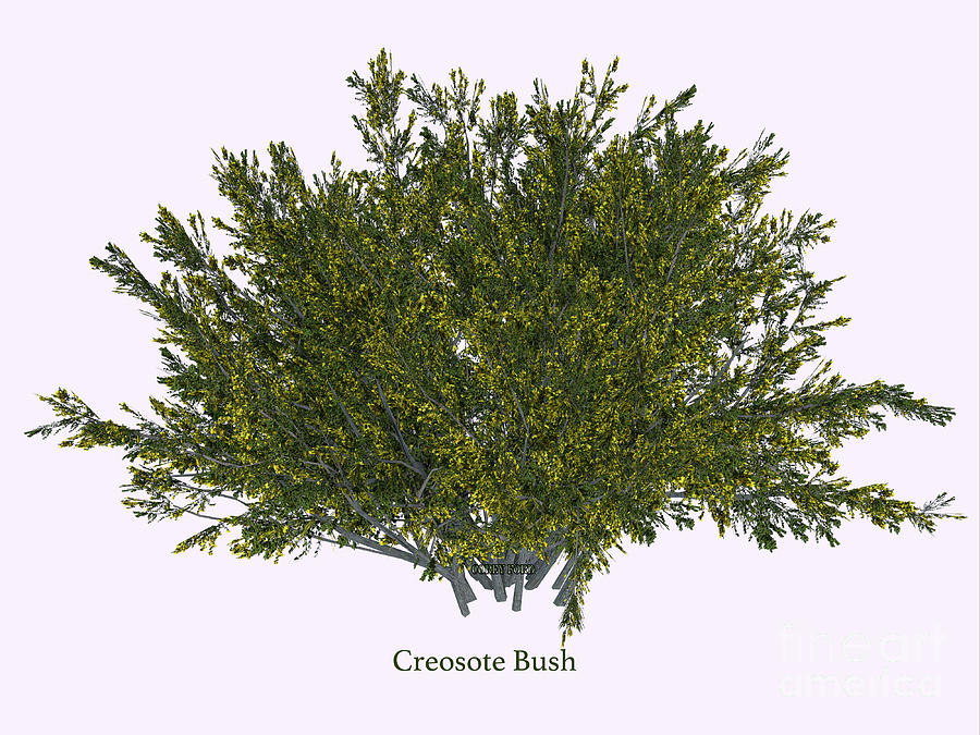 Creosote Bush #2 Digital Art by Corey Ford